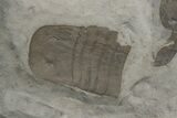 Eurypterus (Sea Scorpion) Fossil - New York #236957-2